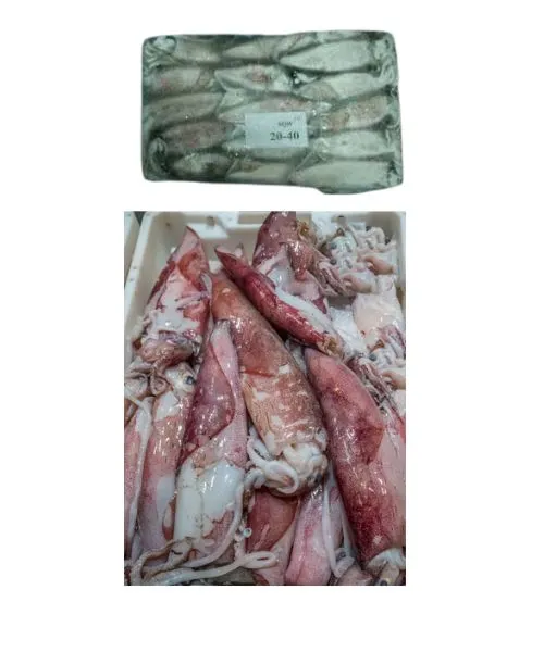 Frozen Squid whole 20/40 Suppliers in Al qouz