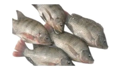 Frozen Foodstuff Supplier Frozen whole Tilapia supplier in Dubai