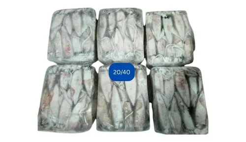 Frozen Squid whole 20/40 Suppliers in Abu dhabi