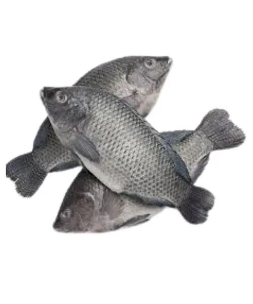 Frozen Foodstuff Supplier Frozen whole tilapia supplier in UAE