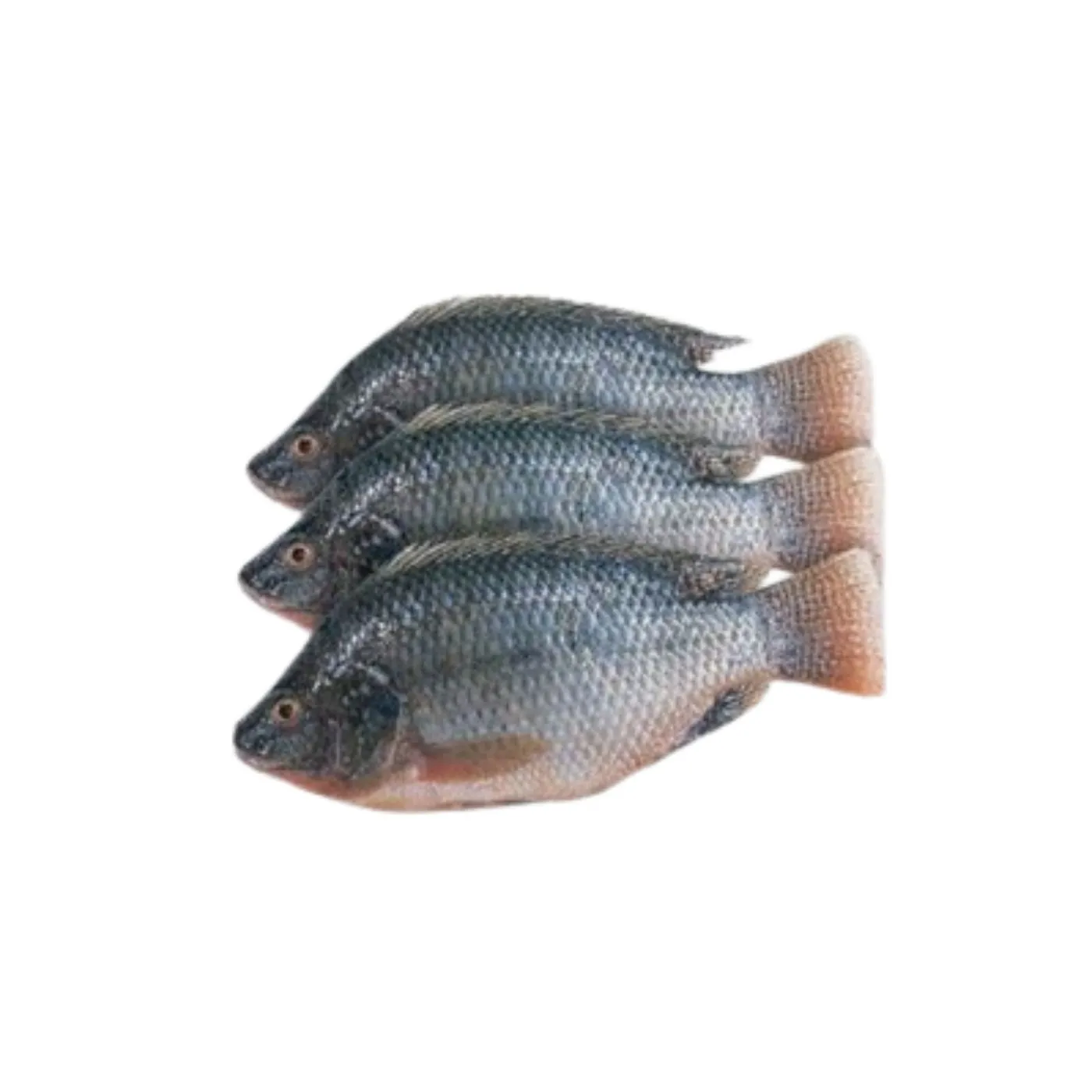 Frozen Foodstuff Supplier Frozen whole Tilapia