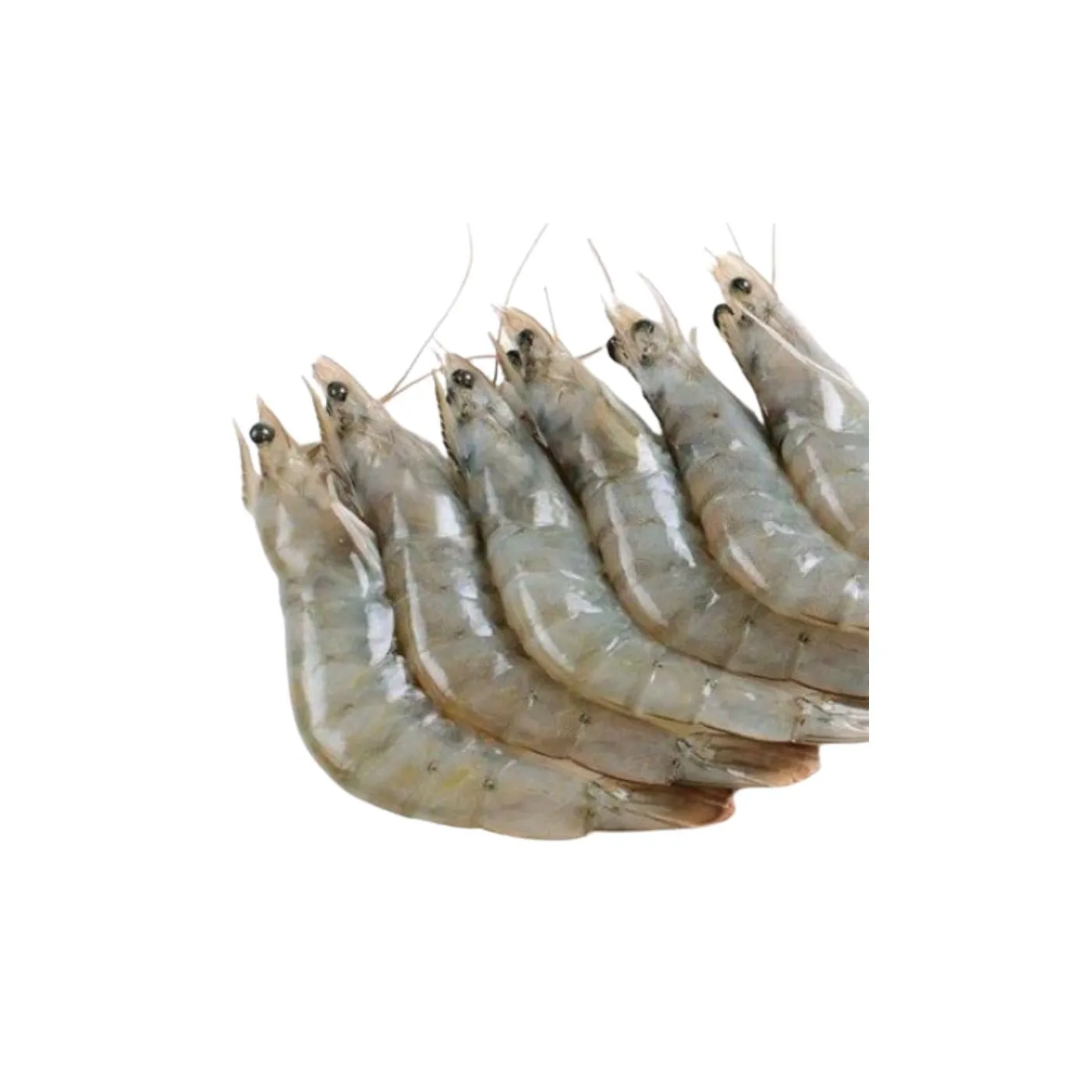 Frozen Foodstuff Supplier Shrimps 20/30 Sea White
