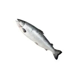 Frozen Salmon