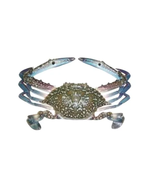 Frozen whole crab 150/200 size price in Dubai