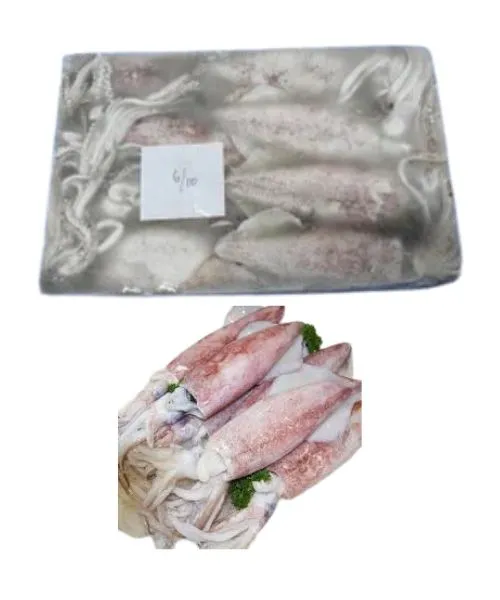 Frozen Squid whole 6/10 price in Ajman