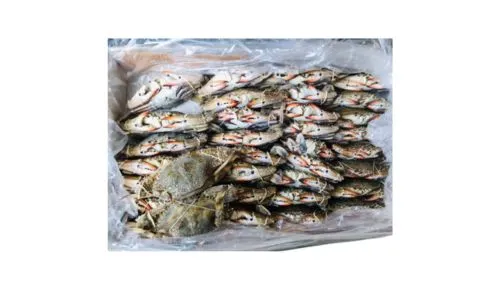 Frozen Whole Crab 150/200 size suppliers in UAE