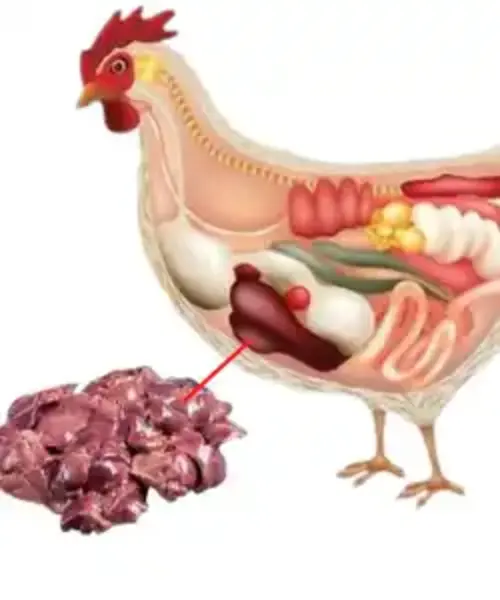 Bellaves Chicken Liver in UAE