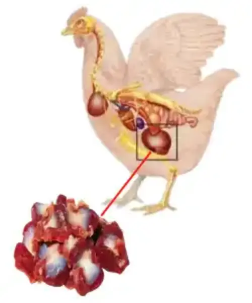 Chicken Gizzard part in UAE