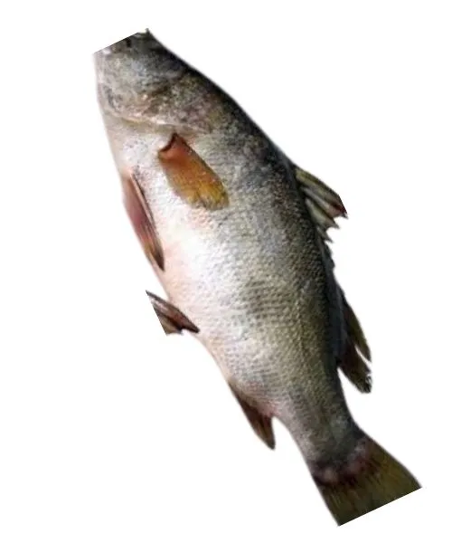 Frozen Nile Purch Fillet 1/2 size