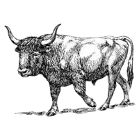 OX