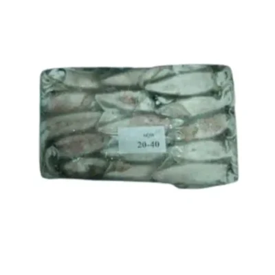 Frozen Squid Whole 20/40