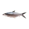 Frozen Milk Fish Taiwan 500-800 Gram
