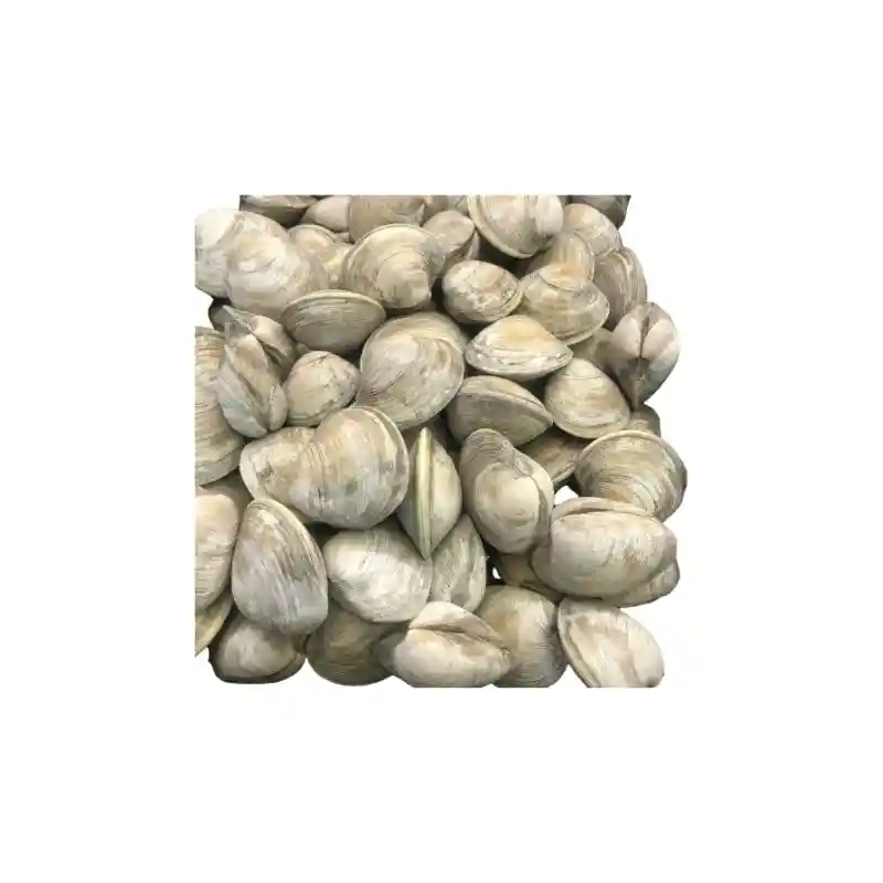 Fresh Clams UAE 1 Fresh Clams UAE