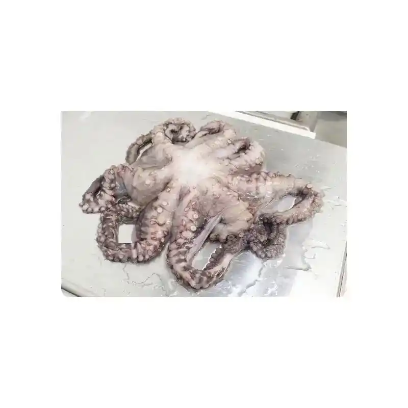 Fresh Octopus Whole 1 Fresh Octopus Whole