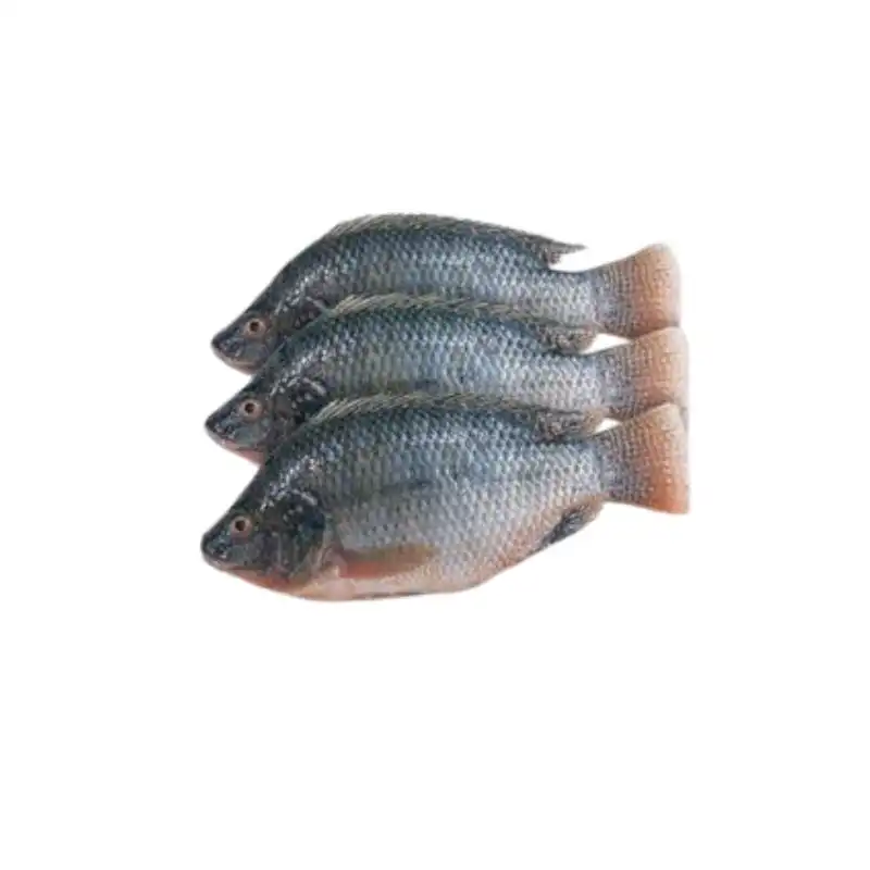 Frozen Tilapia whole 300-500 Gram Thailand 1 Frozen Tilapia whole 300-500 Gram Thailand