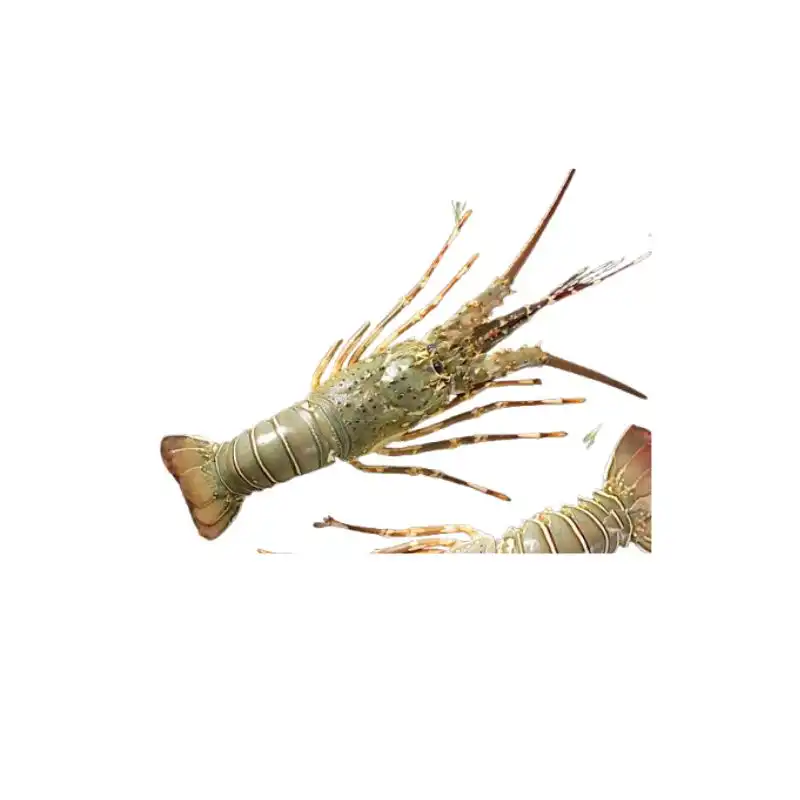 Frozen Lobster Whole 500-700 Gram 1 Frozen Lobster Whole 500-700 Gram