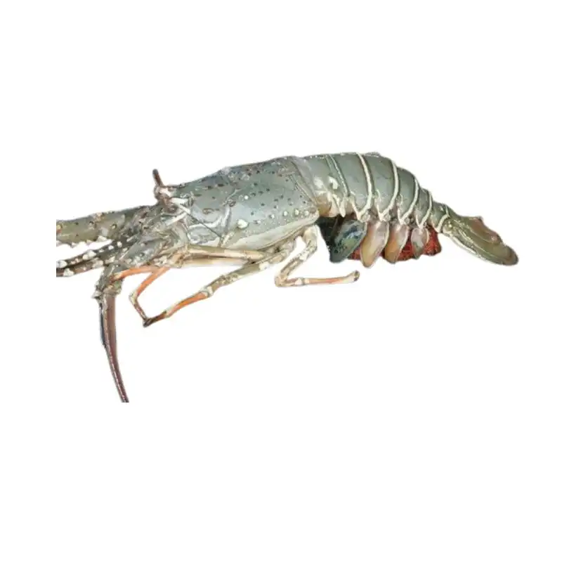 Frozen Lobster Whole 1kg size 1 Frozen Lobster Whole 1kg size
