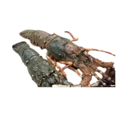 Frozen Lobster Whole 1.5 kg size