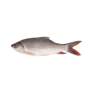Frozen Rohu Fish
